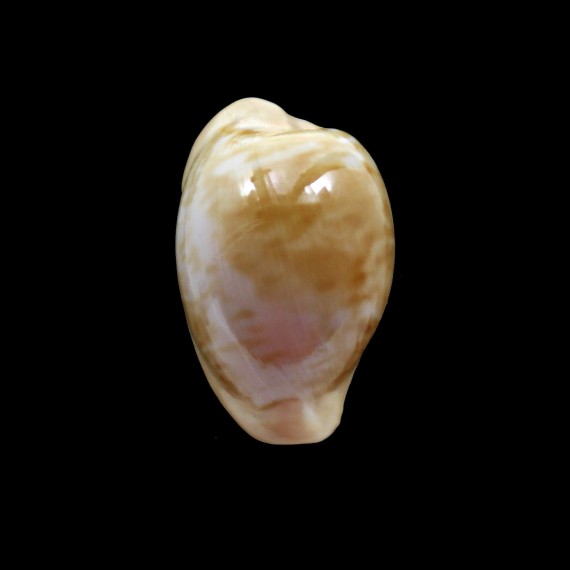fuscorubra 34,5mm