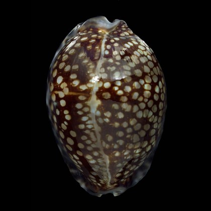 maculifera 72,0mm