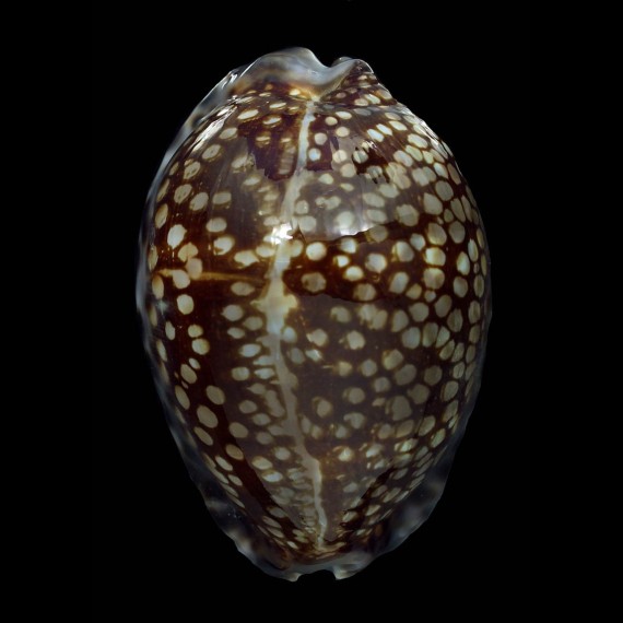 maculifera 72,0mm