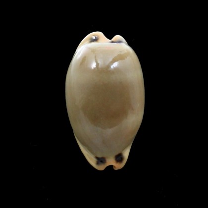 luria pulchroides 45,0mm