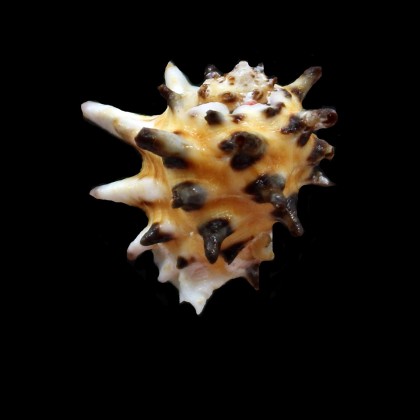 ricinus arachnoides 28,0mm