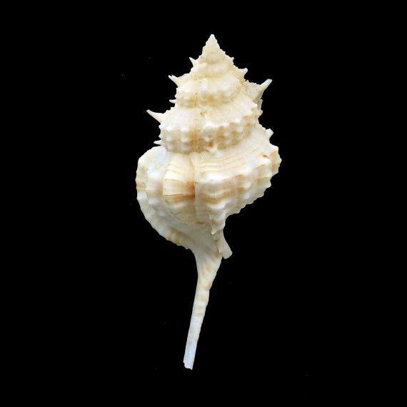 cailleti 62,1mm BIG