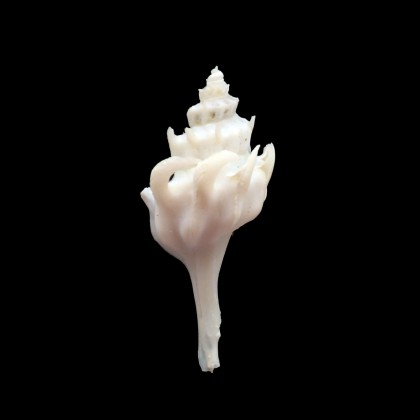fraseri 44,5mm UNCOMMON