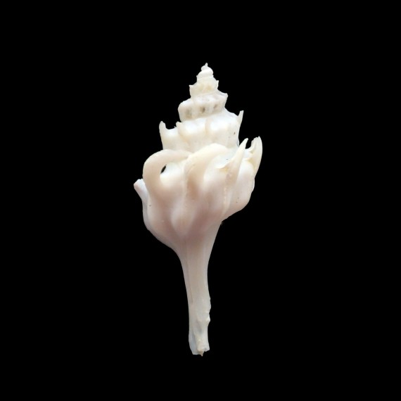 fraseri 44,5mm UNCOMMON