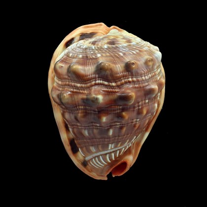 rufa 96,0mm DWARF