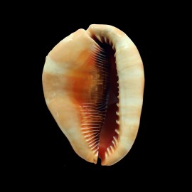 rufa 96,0mm DWARF