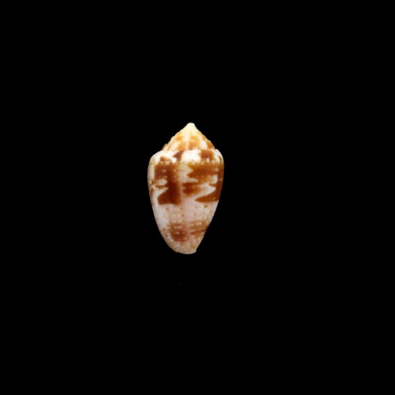 selenae 17,0mm