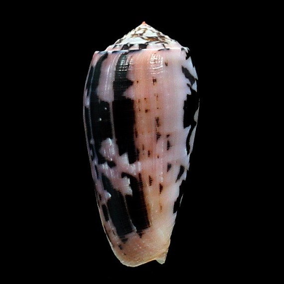 striatus 60,8mm COLORFUL