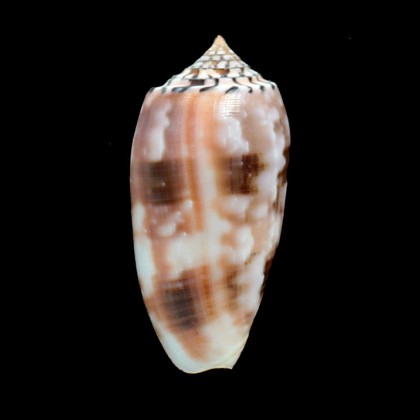 striatus chusaki 79,0mm