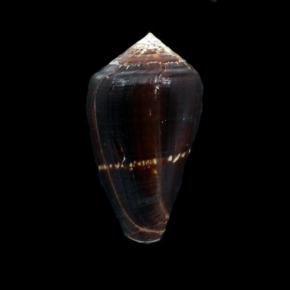 guinaicus franciscanus 54,0mm BIG