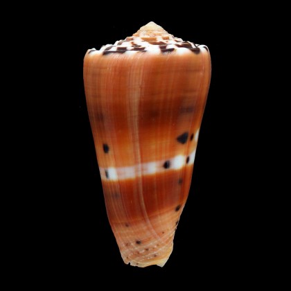 barthelemyi 70,0mm