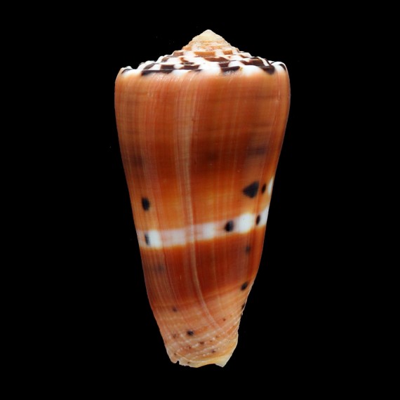 barthelemyi 70,0mm