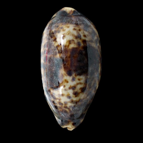 testudinaria 132,0mm BIG