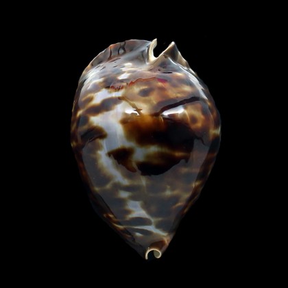 friendii vercoi 83,9mm BIG