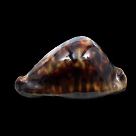 friendii vercoi 83,9mm BIG