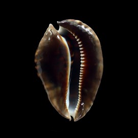friendii vercoi 83,9mm BIG