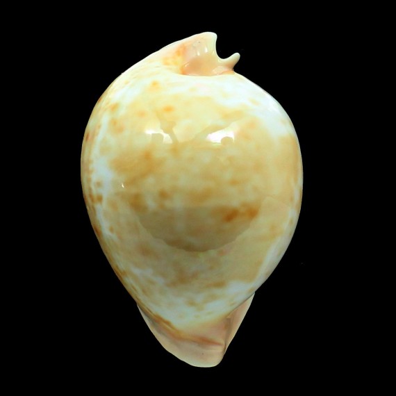 armeniaca 103,7mm
