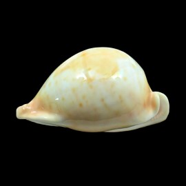 armeniaca 103,7mm