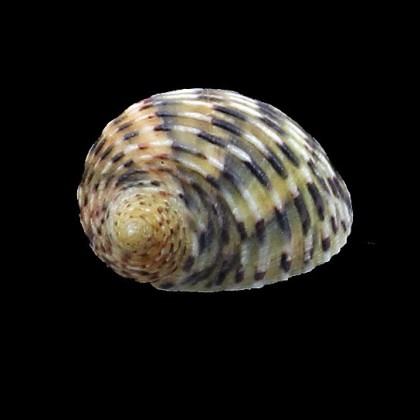 peloronta 24,0mm