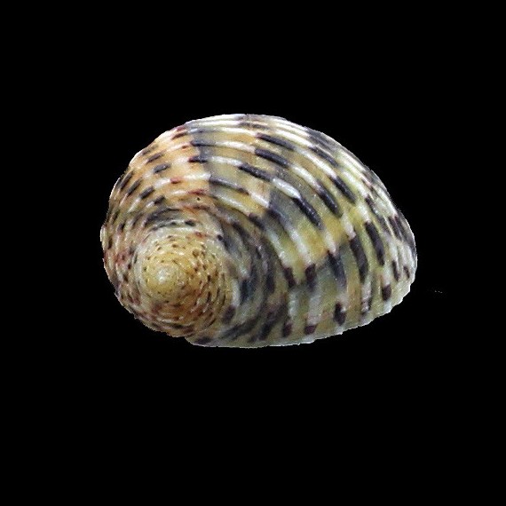 peloronta 24,0mm