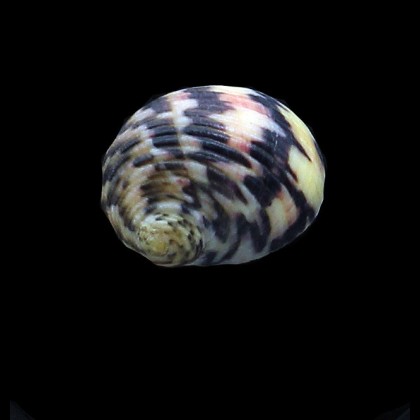 peloronta 25,0mm