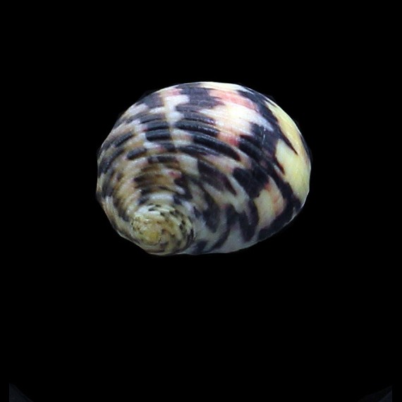 peloronta 25,0mm