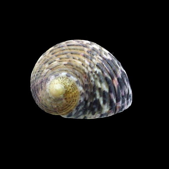 peloronta 28,0mm