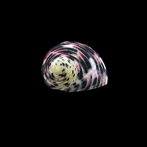 versicolor 20,0mm