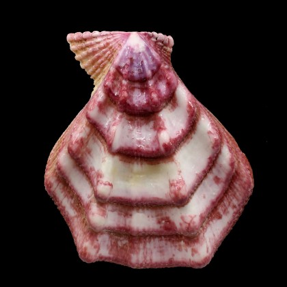 swiftii 113,0mm