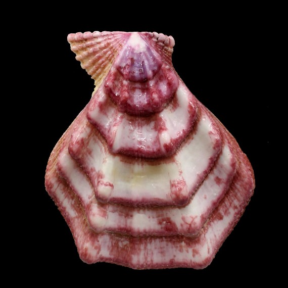 swiftii 113,0mm
