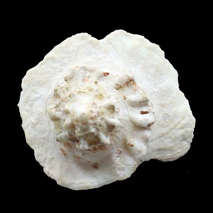 pileola 43,0mm RARE