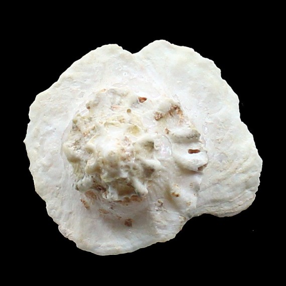 pileola 43,0mm RARE