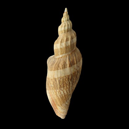 concinna 185,0mm