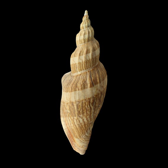 concinna 185,0mm