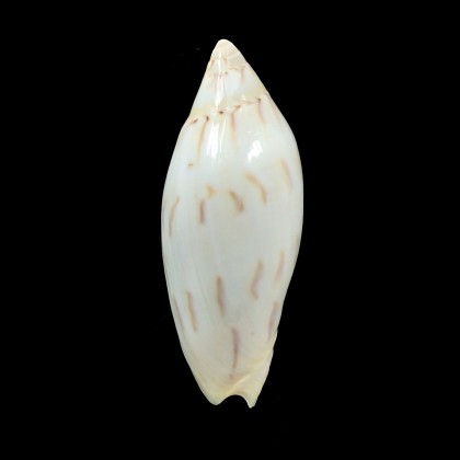 maculata 79,0mm