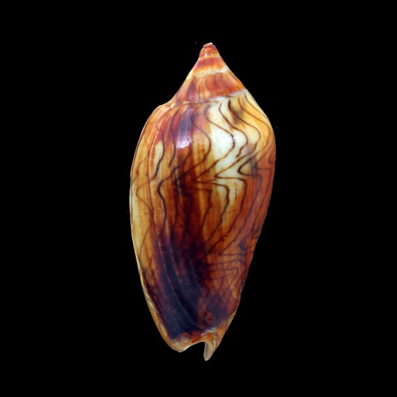undulata 74,0mm RUSTY