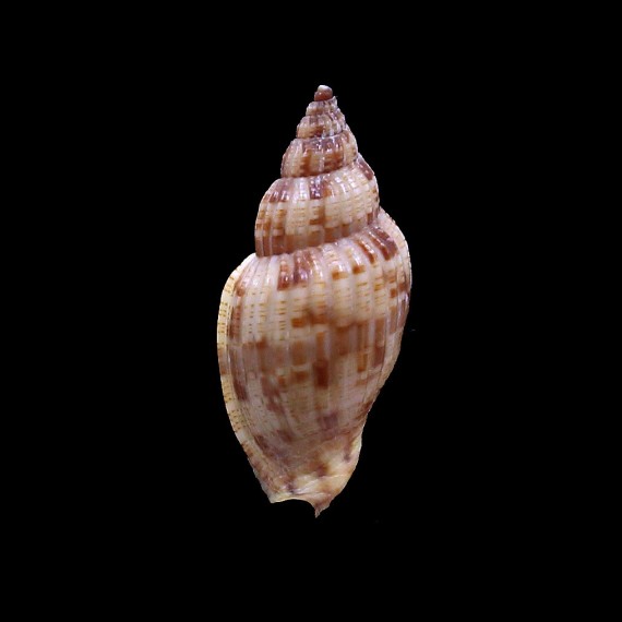 mitraeformis 48,0mm NICE