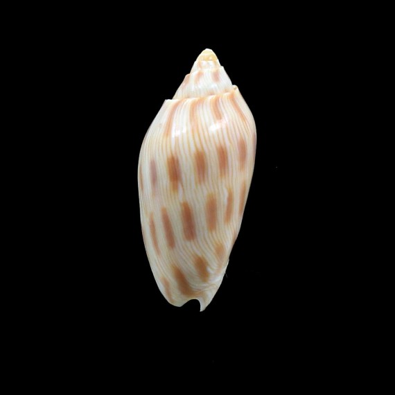 canaliculata 47,0mm