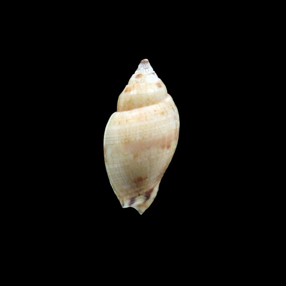 mitraeformis grangeri 40,0mm