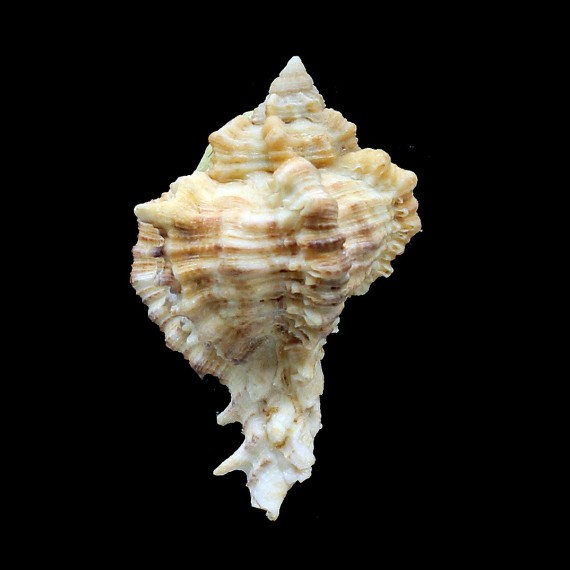 fulvescens 66,0mm