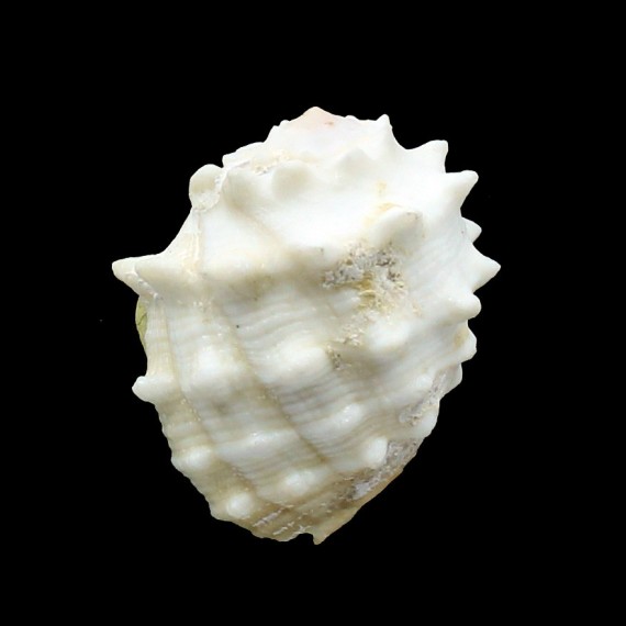 nodosa 47,0mm