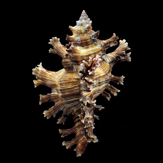 palmarosae 125,0mm MONSTER