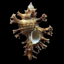 palmarosae 125,0mm MONSTER