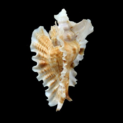 phyllopterus 71,0mm