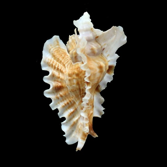 phyllopterus 71,0mm