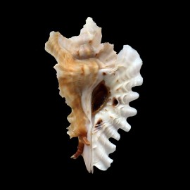 phyllopterus 71,0mm