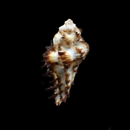 digitata 52,0mm