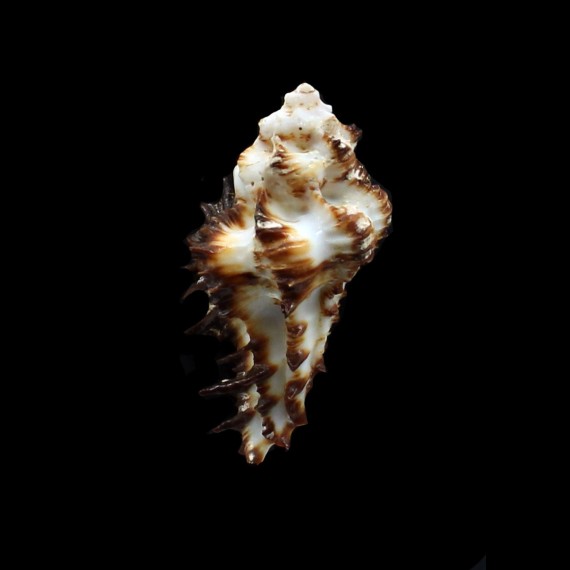 digitata 52,0mm