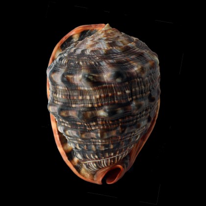 rufa 164,0mm