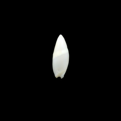 alabaster 19,2mm RARE